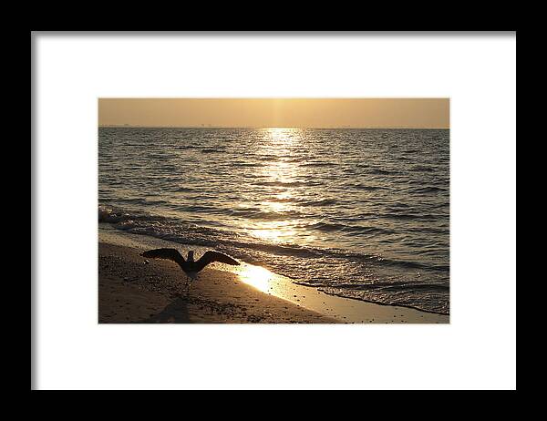 Water's Edge Framed Print featuring the photograph Seagull Beach Sunrise by Hiramtom