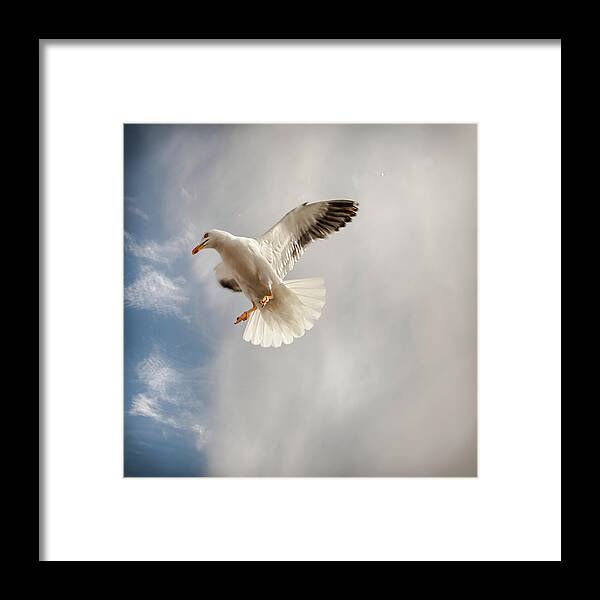 Animal Themes Framed Print featuring the photograph Seagull by Johann S. Karlsson