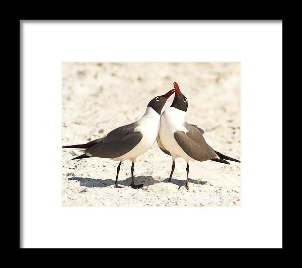 Laughing Gull Framed Print featuring the photograph Seagull Love by Jane Axman