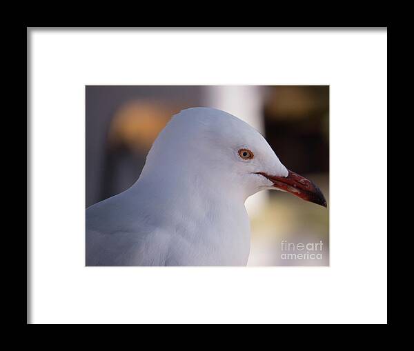White Framed Print featuring the photograph Seagull with red beak by Christy Garavetto