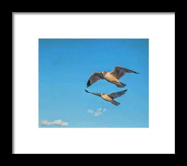 Seagulls Framed Print featuring the photograph Seagulls in Flight 3 by Cathy Kovarik