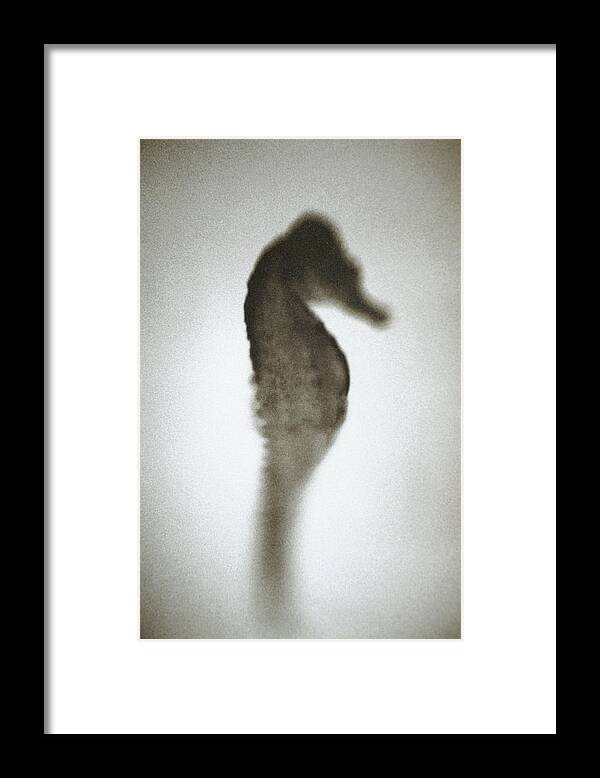 Sea Horse Framed Print featuring the photograph Seahorse Hippocampus Hudsonius by Henry Horenstein