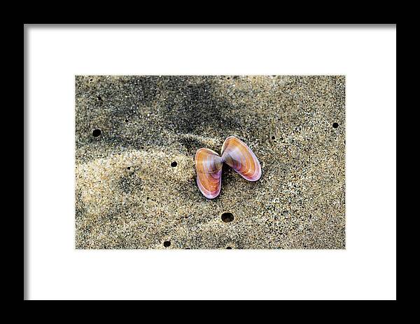 Sea Shell Framed Print featuring the photograph Landscape Photography - Beaches by Amelia Pearn