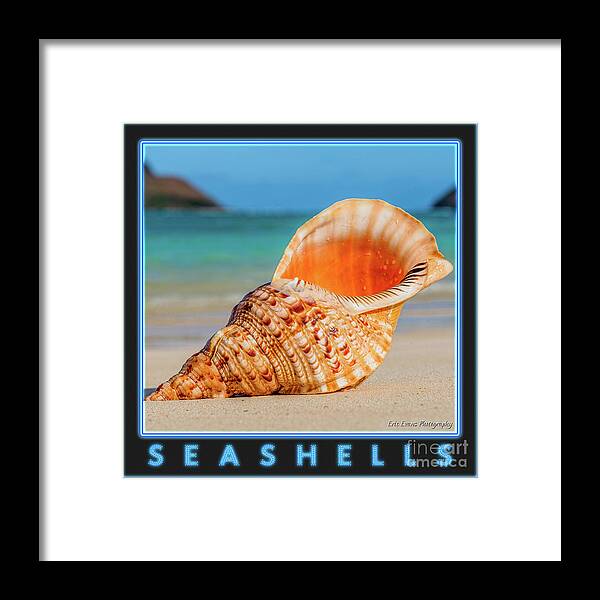 Seashells Framed Print featuring the photograph Seashells Gallery Button by Aloha Art