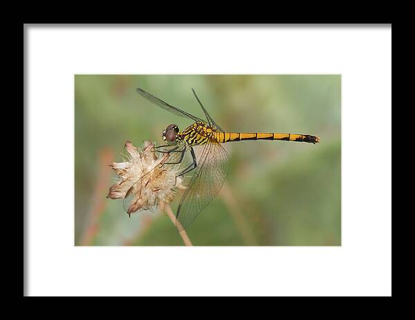 Dragonfly Framed Print featuring the photograph Seaside Dragonlet by Paul Rebmann