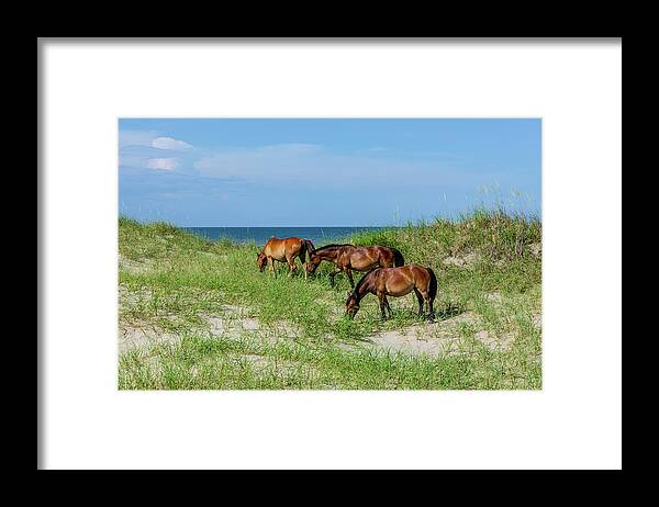 Animals Framed Print featuring the photograph Seaside Graze by Donna Twiford