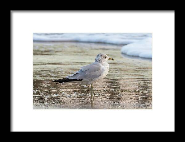 Surf Framed Print featuring the photograph Seaside Gull by Donna Twiford