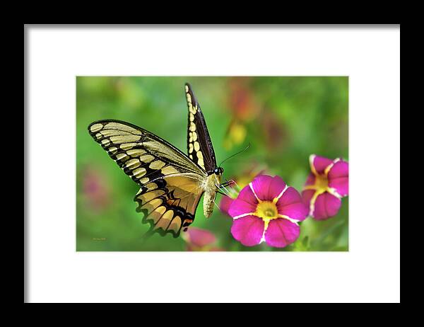 Butterfly Framed Print featuring the photograph Second Nature Butterfly by Christina Rollo