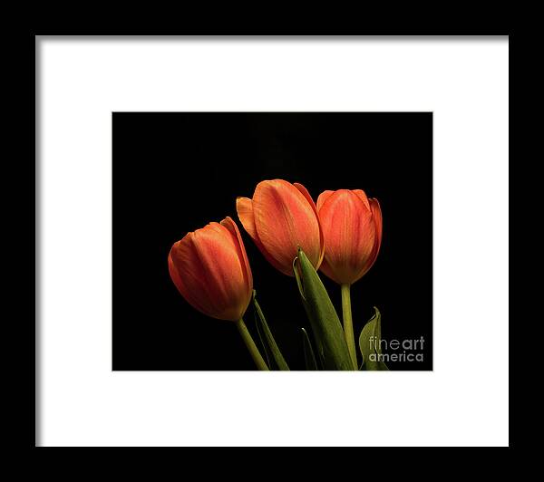 Petal Framed Print featuring the photograph Second Thoughts 1122 by Thomas Jerger