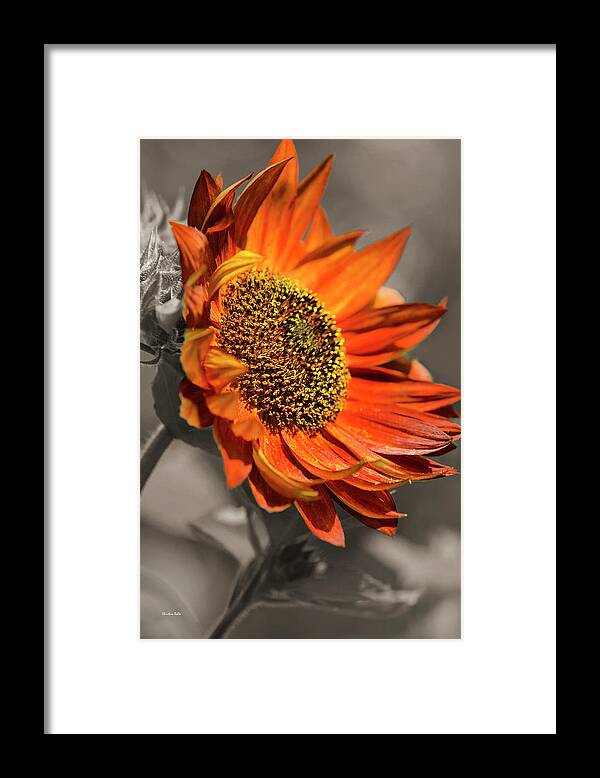 Sunflower Framed Print featuring the photograph Selective Color Sunflower by Christina Rollo