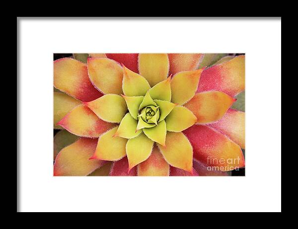 Sempervivum Chick Charms Gold Nugget Framed Print featuring the photograph Sempervivum Chick Charms Gold Nugget by Tim Gainey