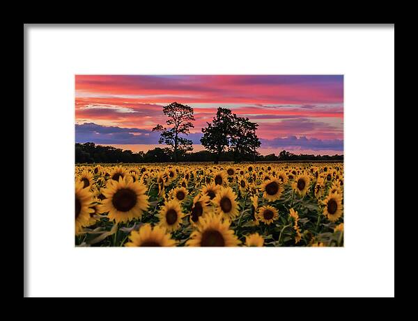 Sunflowers Framed Print featuring the photograph September Dream by Arthur Oleary