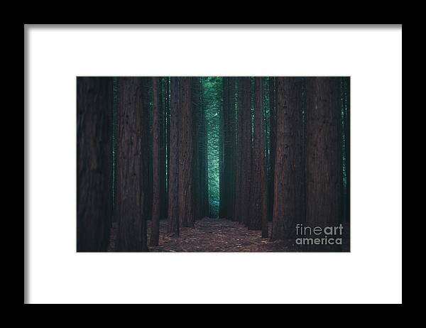 Forest Framed Print featuring the photograph Sequoia Redwood Forest 9821 by Organic Synthesis