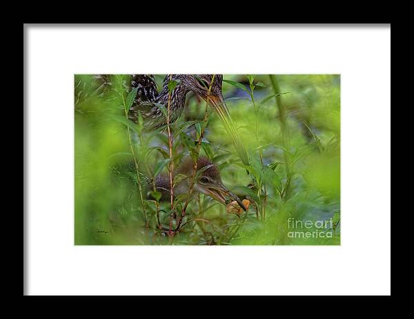 Limpkins Framed Print featuring the photograph Serene Moment by DB Hayes