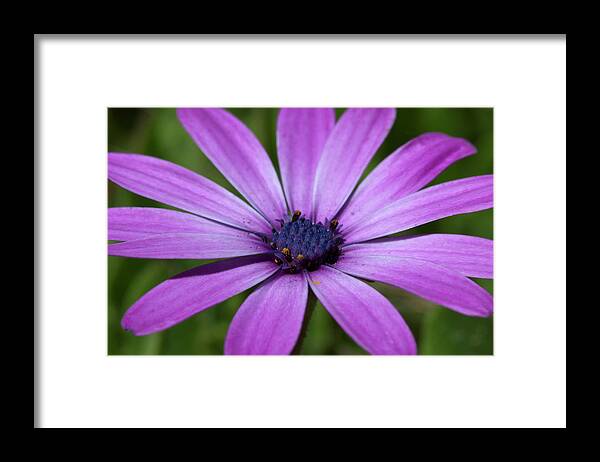 Purple Flower Color Photograph Framed Print featuring the photograph Seven by Sd Smart