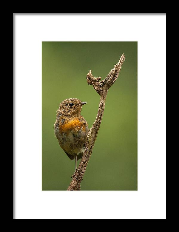 Robin Framed Print featuring the photograph Shabby Robbie by Hillebrand Breuker