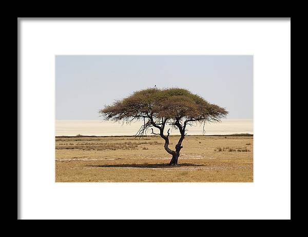  Framed Print featuring the photograph Shadow in the Desert by Eric Pengelly