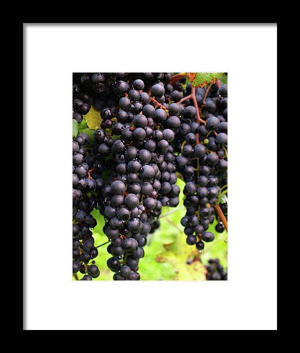 Grapes Framed Print featuring the photograph Shalestone - 7 by Jeffrey Peterson