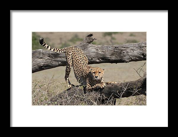 Africa Framed Print featuring the photograph Sharpening claws by Patrick Nowotny