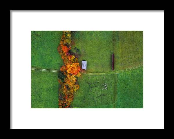 Autumn Framed Print featuring the photograph Sheep by Ales Krivec