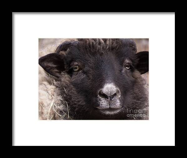 Sheep Framed Print featuring the photograph Sheep Face 1 by Christy Garavetto