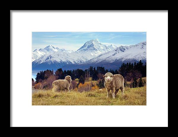 Scenics Framed Print featuring the photograph Sheep Grazing. Mount Cook And The by Scott E Barbour
