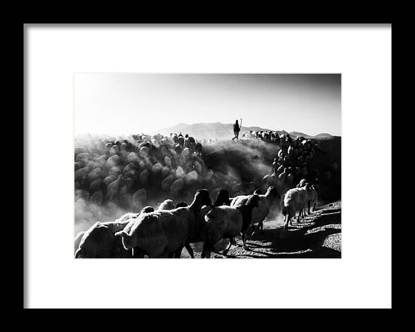 Sheep Framed Print featuring the photograph Sheep In Black And White by Feyzullah Tun