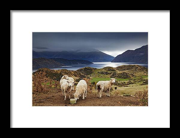 Landscape Framed Print featuring the photograph Sheep Licking Salt, Mount Roys, Wanaka by DPK-Photo