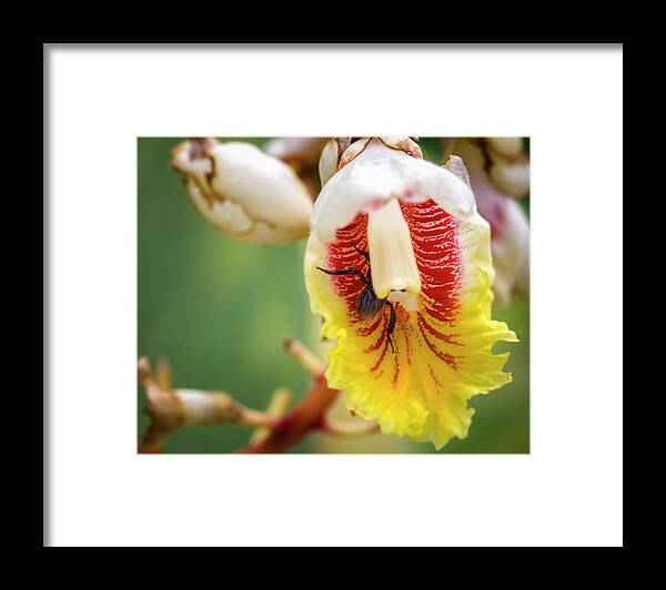 Colombia Framed Print featuring the photograph Shell Ginger Flower La Huerta Hotel Lago Calima Valle del Cauca by Adam Rainoff