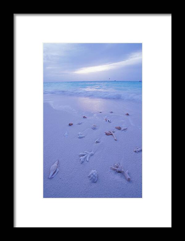 Animal Shell Framed Print featuring the photograph Shells And Driftwood On Beach, Dusk by Laurence Monneret