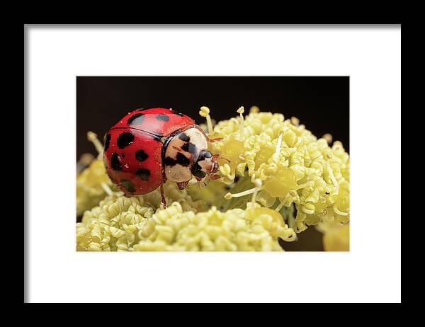 Beetle Lady Bug Ladybug Insect Outside Outdoors Nature Macro Close-up Close Up Closeup Brian Hale Brianhalephoto Framed Print featuring the photograph She's a lady by Brian Hale