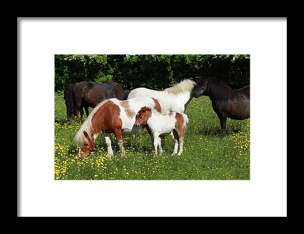 Shetland Pony 002 Framed Print featuring the photograph Shetland Pony 002 by Bob Langrish