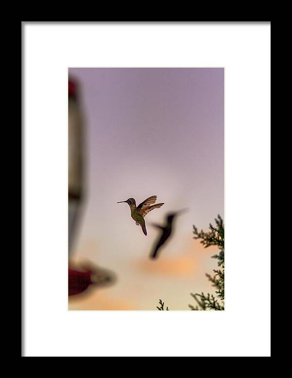 Hummingbird Framed Print featuring the photograph Shift Change by Peter Hull