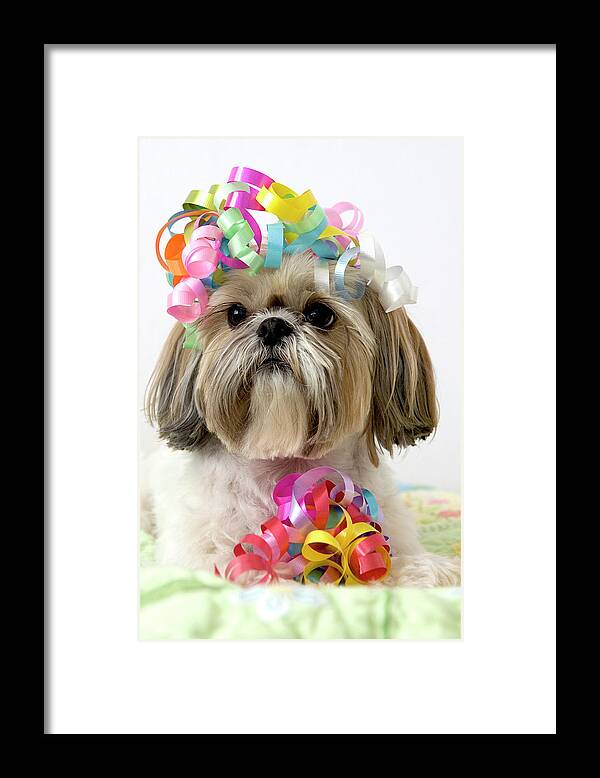 Pets Framed Print featuring the photograph Shih Tzu Dog by Geri Lavrov