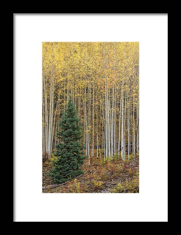 Colorado San Juans Framed Print featuring the photograph Shimmer by Angela Moyer