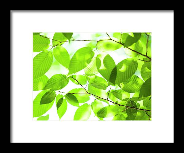 Scenics Framed Print featuring the photograph Shining Green Leaves by Ooyoo