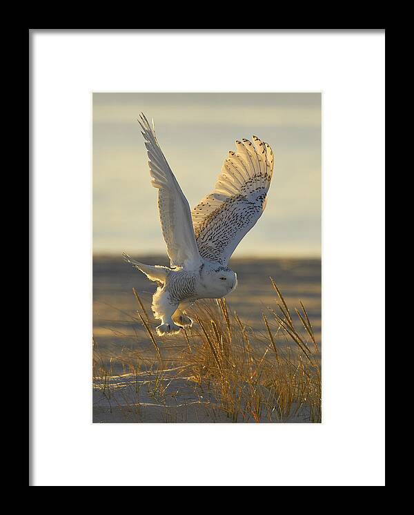 Snowy Owl Framed Print featuring the photograph Shiny Snowy Owl by Johnny Chen