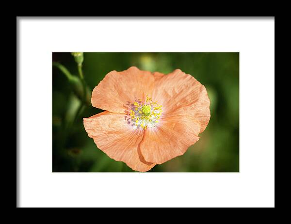 Shirley Poppy Framed Print featuring the photograph Shirley Poppy 2018-17 by Thomas Young