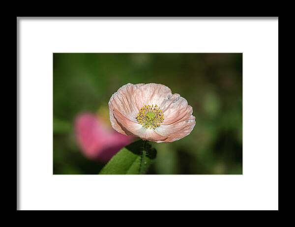  Framed Print featuring the photograph Shirley Poppy 2019-2 by Thomas Young