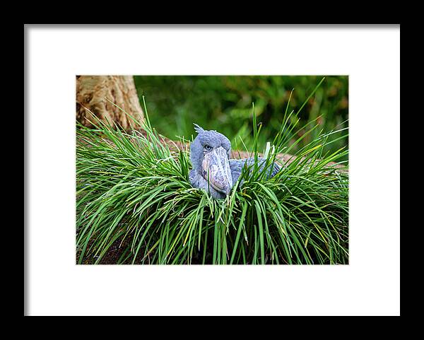 Shoebill Framed Print featuring the photograph Shoebill Stork Nesting by Anthony Jones