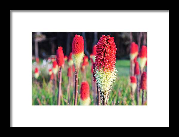 Blooming Framed Print featuring the photograph Shore Acres State Park, Oregon, USA by Emily Wilson