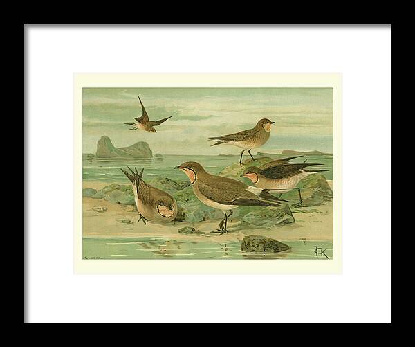 Animals & Nature Framed Print featuring the painting Shore Gathering V by Franz Eugen Kohler