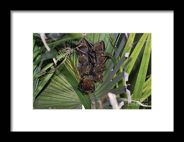 Asian Framed Print featuring the photograph Short-nosed Fruit Bats by Dr P. Marazzi/science Photo Library