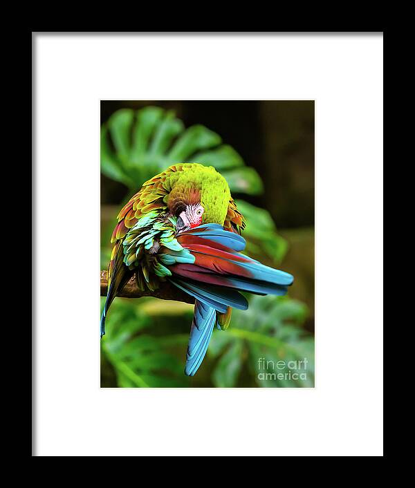Color Framed Print featuring the photograph Shy Parrot by Dheeraj Mutha