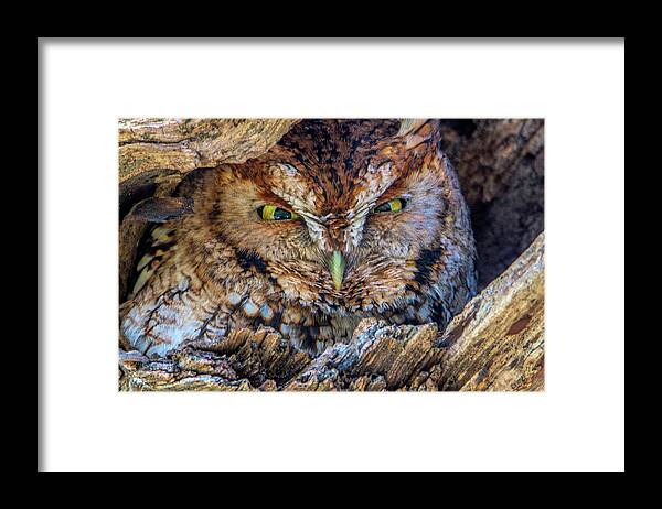 Eastern Screech Owl Framed Print featuring the photograph Shy Screech Owl by Douglas Wielfaert