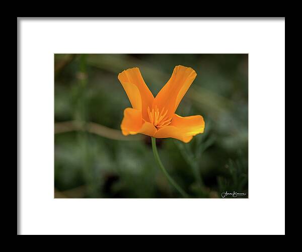  Framed Print featuring the photograph Shy to Open by Aaron Burrows