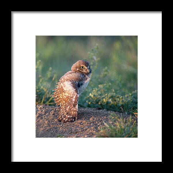 Burrowing Owls Framed Print featuring the photograph Shy young burrowing owl by Judi Dressler