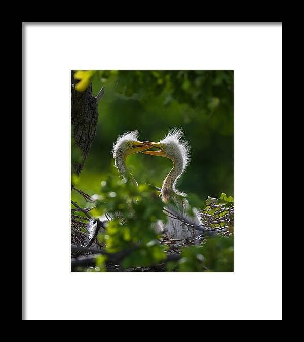 Nature Framed Print featuring the photograph Siblings\' Love by Mike He