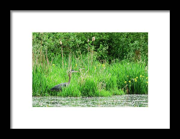 Animal Framed Print featuring the photograph Side View Of A Great Blue Heron Fishing In A Pond by Cavan Images