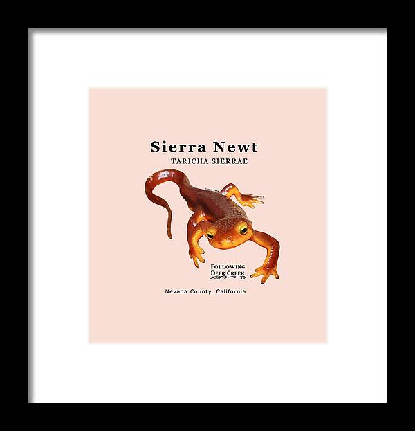 Newt Framed Print featuring the digital art Sierra Newt - Black text by Lisa Redfern